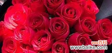 传递爱情与美好，13朵玫瑰花的神秘背后 深入解析13朵玫瑰花的含义
