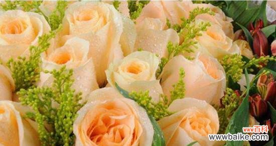 香槟玫瑰的象征意义与魅力 解读香槟玫瑰的花语