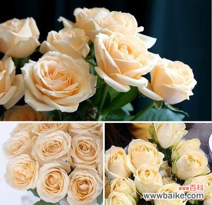 香槟玫瑰的象征意义与魅力 解读香槟玫瑰的花语