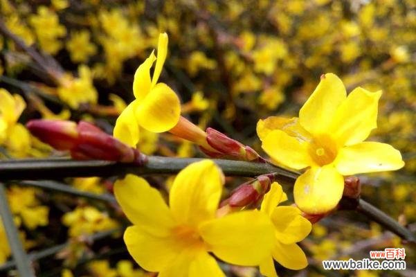 探寻迎春花的花语,揭秘春天的美丽与祝福。 迎春花,春天的垂花。