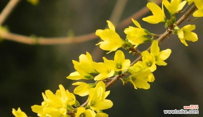 探寻迎春花的花语,揭秘春天的美丽与祝福。 迎春花,春天的垂花。