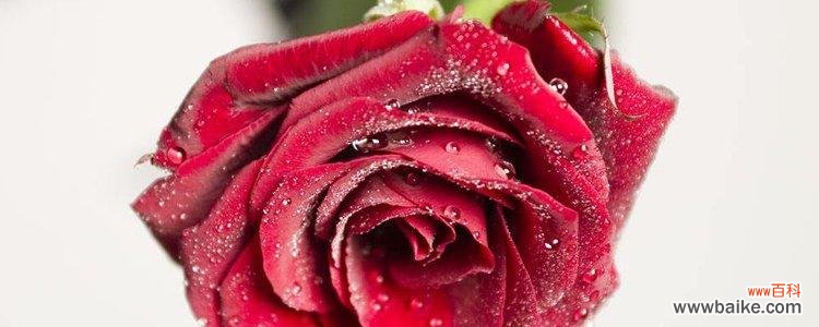 浪漫而充满深意的花语,让爱意更加鲜明 21朵玫瑰花语及寓意