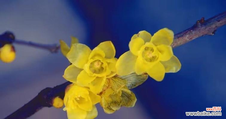 用花语解读腊梅,了解腊梅的意义与象征 探寻腊梅花的寓意