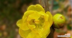 用花语解读腊梅，了解腊梅的意义与象征 探寻腊梅花的寓意