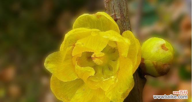 用花语解读腊梅,了解腊梅的意义与象征 探寻腊梅花的寓意