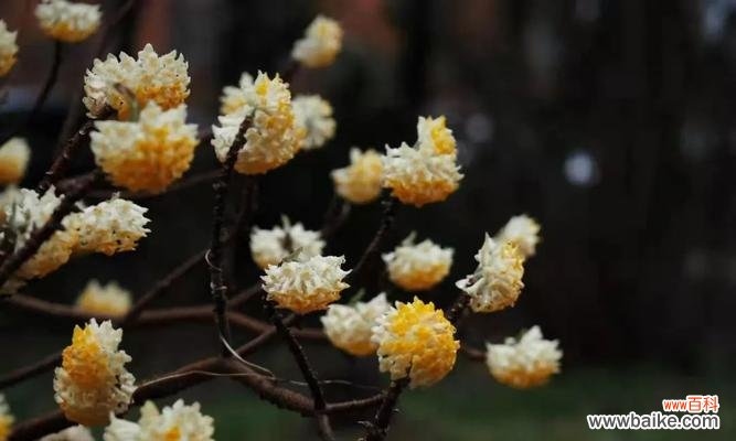 了解这些花语,让你的人生更美好 结香花语的意义剖析