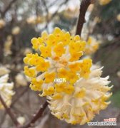 了解这些花语，让你的人生更美好 结香花语的意义剖析