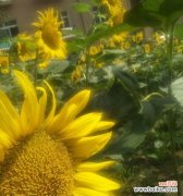 探寻向日葵的花语和寓意 向日葵——阳光与爱的使者