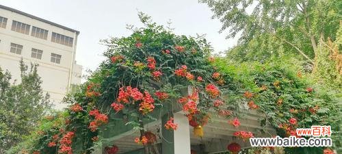 探寻凌霄花的魅力与象征 凌霄花的花语与意义