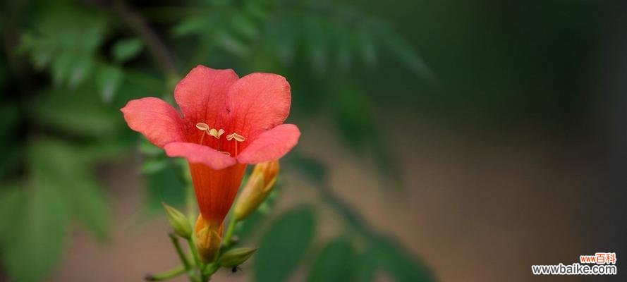 探寻凌霄花的魅力与象征 凌霄花的花语与意义
