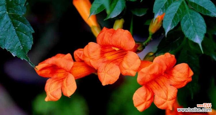 探寻凌霄花的魅力与象征 凌霄花的花语与意义