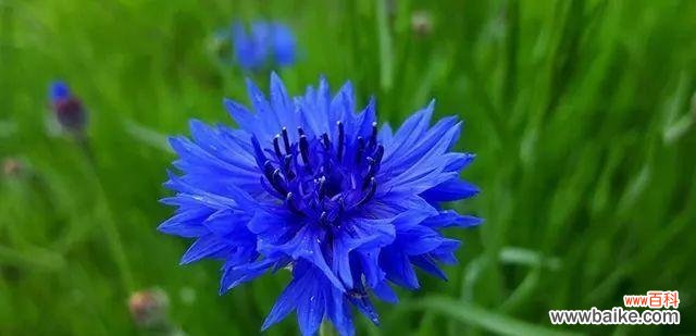 从花语到文化内涵,探究蓝色矢车菊的神秘之处 蓝色矢车菊的花语和寓意