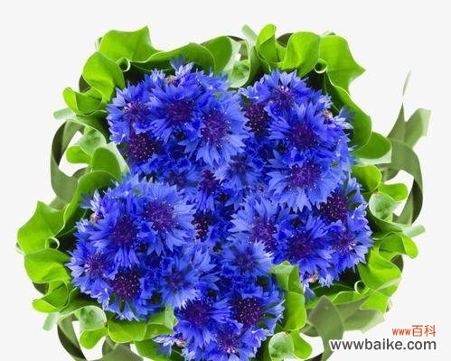 从花语到文化内涵,探究蓝色矢车菊的神秘之处 蓝色矢车菊的花语和寓意