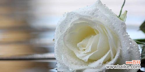 解读玫瑰花色的花语,让你懂得更多爱的语言 浪漫花语,玫瑰花颜色的含义