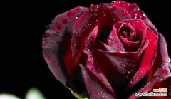 解读玫瑰花色的花语，让你懂得更多爱的语言 浪漫花语，玫瑰花颜色的含义