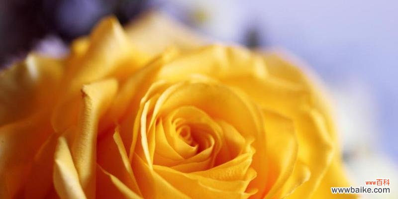 不同颜色玫瑰的含义与解读 玫瑰的意义与象征