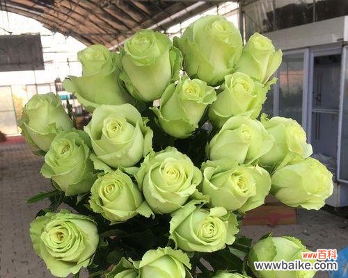 不同颜色玫瑰的含义与解读 玫瑰的意义与象征