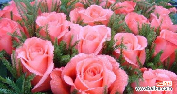 不同颜色玫瑰的含义与解读 玫瑰的意义与象征