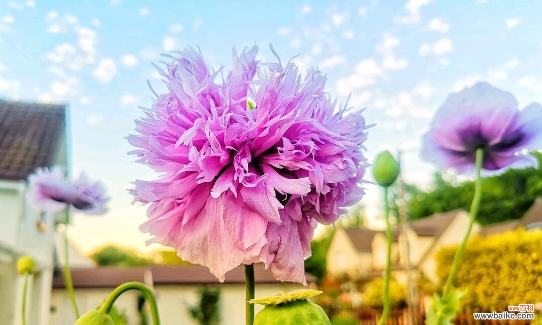 揭秘罂粟花的花语与象征意义 罂粟花