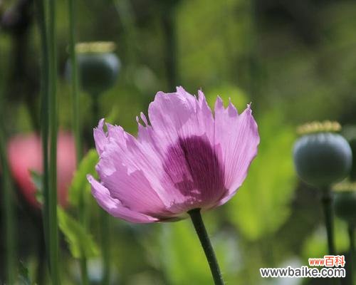 揭秘罂粟花的花语与象征意义 罂粟花