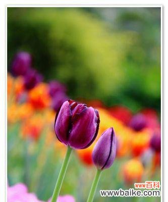 探寻郁金香花语的深层含义 郁金香花语的美丽意境