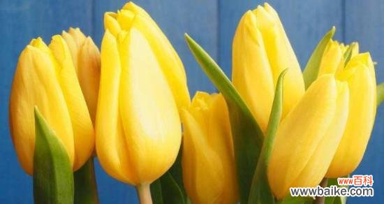 探寻郁金香花语的深层含义 郁金香花语的美丽意境