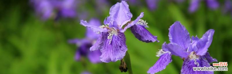 揭示鸢尾花的神秘意义 《鸢尾花的花语与象征意义》