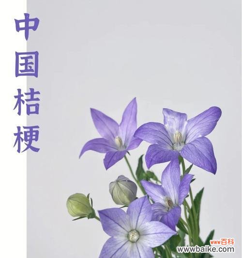 颜色桔梗的花语及意义解读 绚丽多彩的桔梗花语