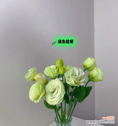 颜色桔梗的花语及意义解读 绚丽多彩的桔梗花语