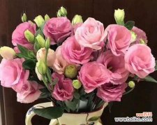 颜色桔梗的花语及意义解读 绚丽多彩的桔梗花语