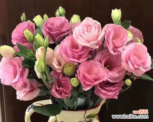 颜色桔梗的花语及意义解读 绚丽多彩的桔梗花语