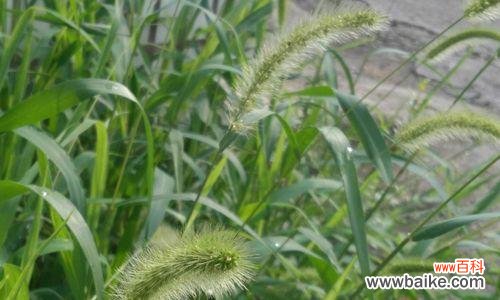 探秘花朵背后的隐藏意义 狗尾巴草之花语的深意