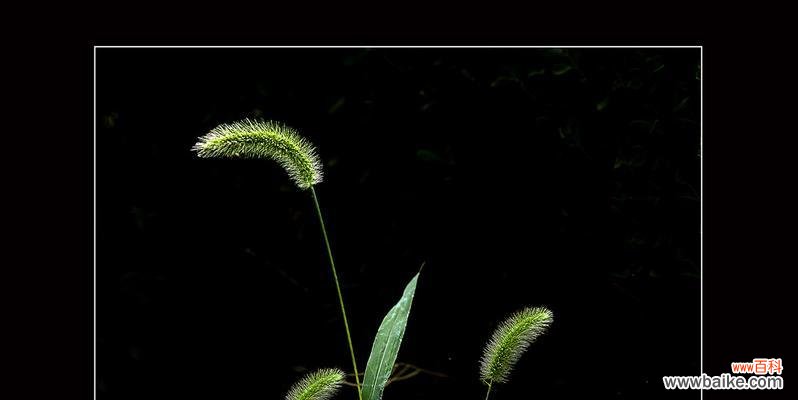 狗尾巴草的象征意义及对人生的启示 狗尾巴草的寓意与启示