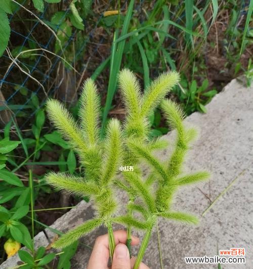 狗尾巴草的象征意义及对人生的启示 狗尾巴草的寓意与启示