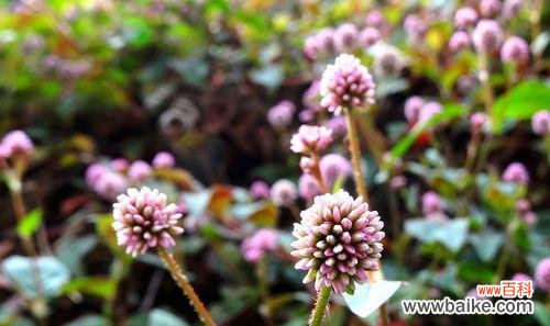 探寻狗尾巴花的花语意义及文化底蕴 狗尾巴花的花语——幸福和忠诚的象征