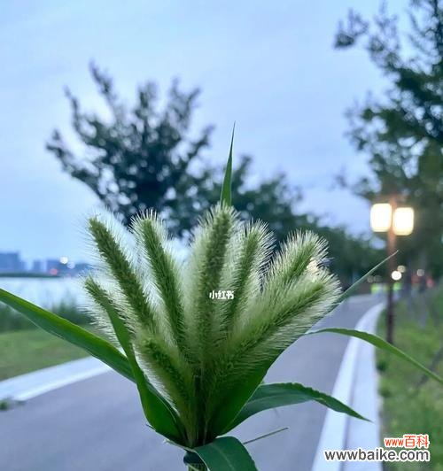 揭秘狗尾草的花语之谜 狗尾草花语