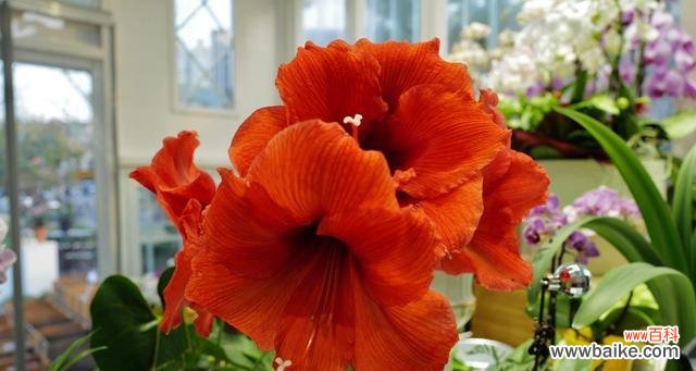 向生日寿星传递祝福的花语之旅 以孤挺花,生日花语体质虚羽