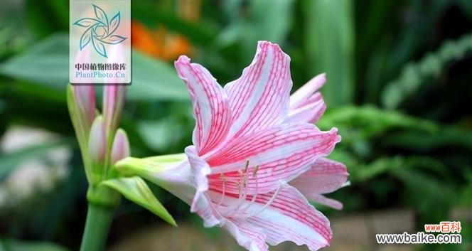 向生日寿星传递祝福的花语之旅 以孤挺花,生日花语体质虚羽