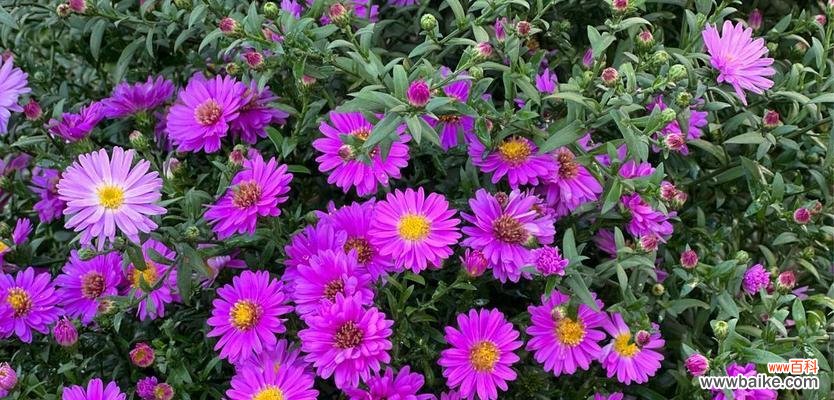 探寻枸杞花语的内涵和象征 枸杞的花语与美好寓意