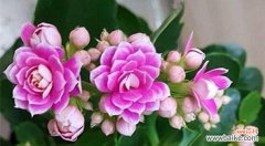 揭示观音莲的美丽与内涵 观音莲的花语与寓意