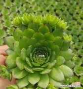 观音莲花的奇迹般绽放 以观音莲开花代表的寓意与象征