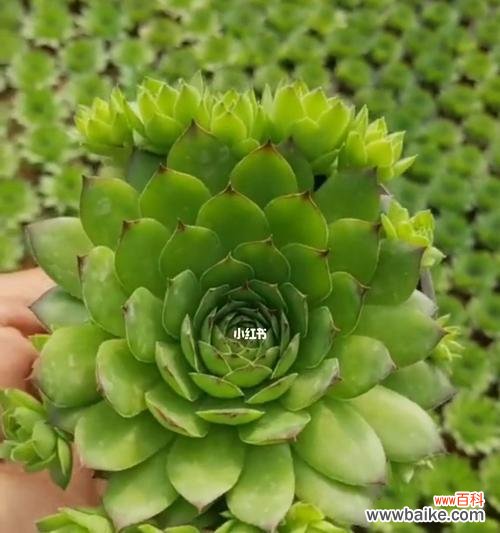 观音莲花的奇迹般绽放 以观音莲开花代表的寓意与象征