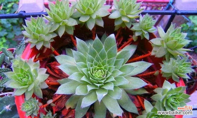 观音莲花的奇迹般绽放 以观音莲开花代表的寓意与象征