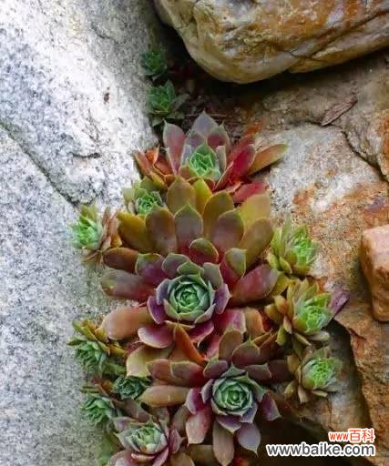 观音莲花的奇迹般绽放 以观音莲开花代表的寓意与象征