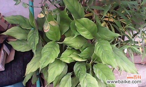 探寻万年青花开的奇妙世界 广东万年青开花的寓意与传说