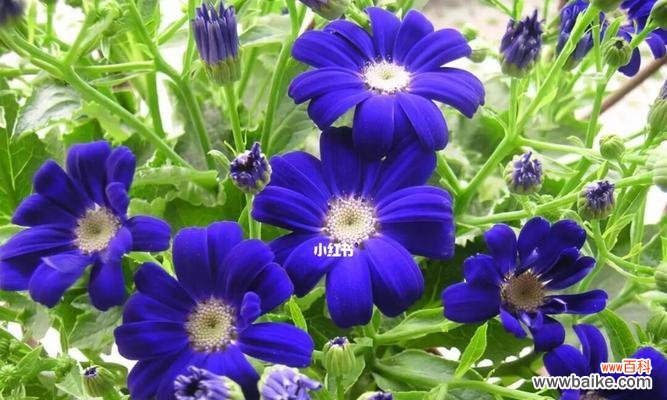 探寻瓜叶菊花语的深层内涵 瓜叶菊花语的美丽寓意与传承