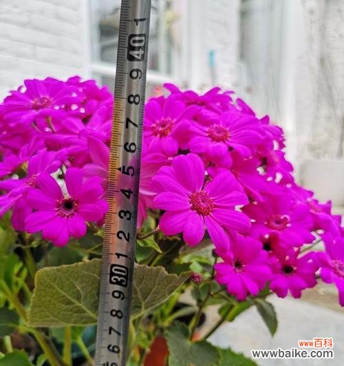 探寻瓜叶菊花语的深层内涵 瓜叶菊花语的美丽寓意与传承