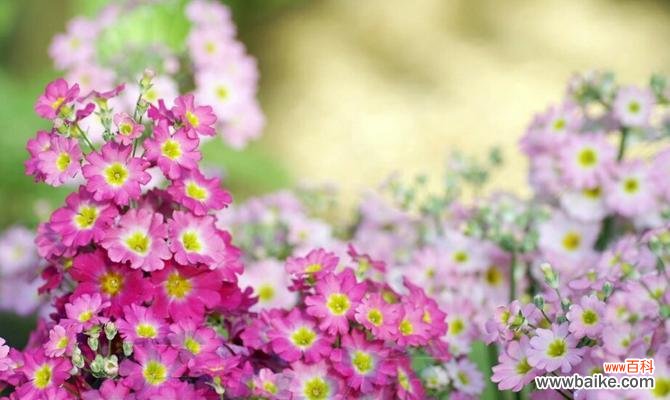 探寻瓜叶菊花语的深层内涵 瓜叶菊花语的美丽寓意与传承