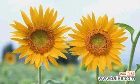 向日葵的寓意和象征意义 向日葵花语