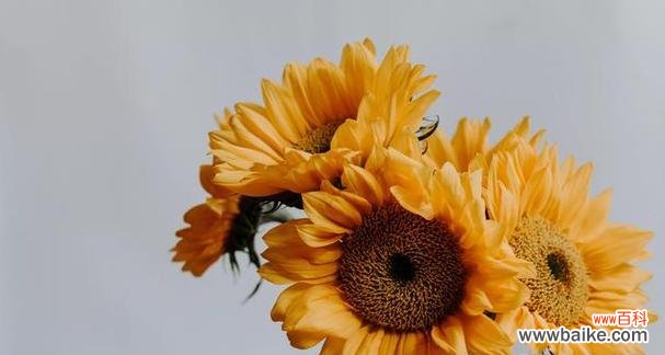 向日葵的寓意和象征意义 向日葵花语